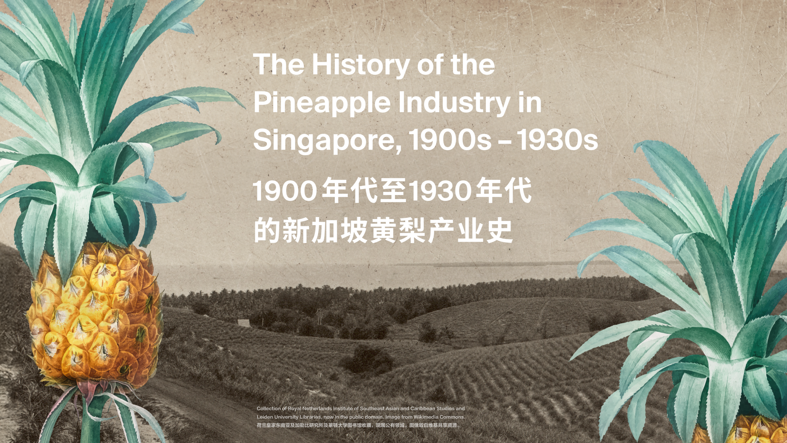 the-history-of-the-pineapple-industry-in-singapore-1900s-1930s